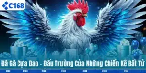 Đá gà cựa dao
