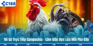 Đá gà trực tiếp Campuchia